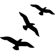 birds