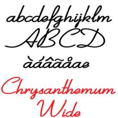 zp chrysanthemum wide