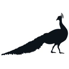 peacock silhouette