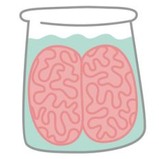 brains