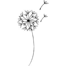 dandelion