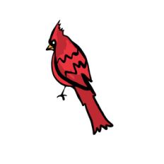 cardinal