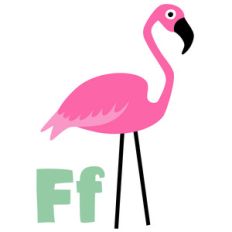 zoological - flamingo