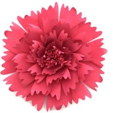carnation 3d