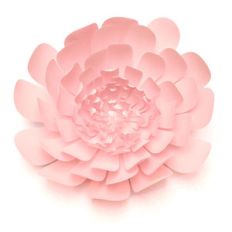 chrysanthemum 3d