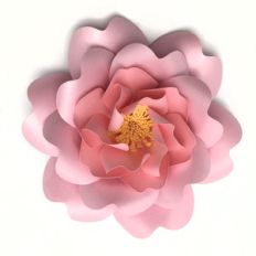 cabbage rose 3d