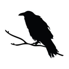 crow on branch
