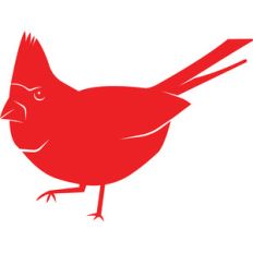 cardinal bird