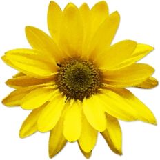 yellow flower