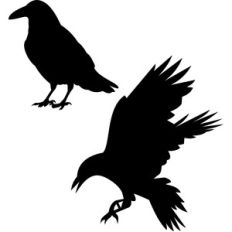 crows