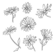 daisy set sketch