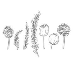 floral filler sketch