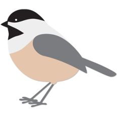 chickadee