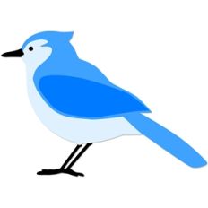 bluejay