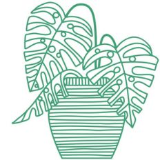 monstera tropical plant
