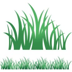 border grass with grass clump