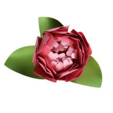 blossoming peony