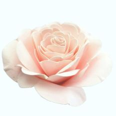 rose bud