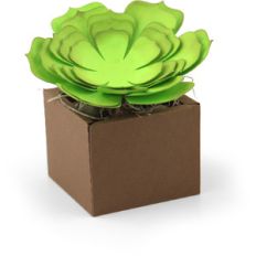 succulent