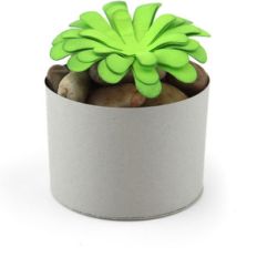 succulent