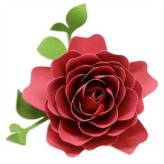 rose flower