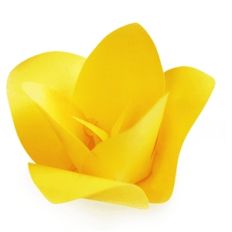 3d tulip