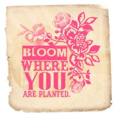 bloom where you are planted