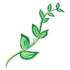 green vine