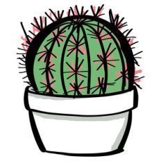 potted cactus