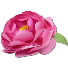 peony flower