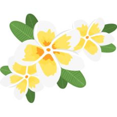 plumeria flowers
