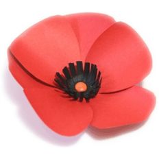 poppy flower