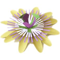 passion fruit flower