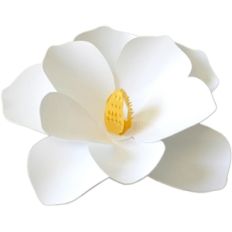 magnolia flower