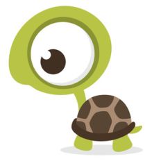 baby turtle