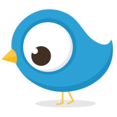 baby bird