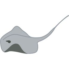stingray