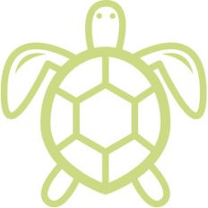sea turtle