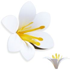 lily flower
