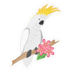 parrot
