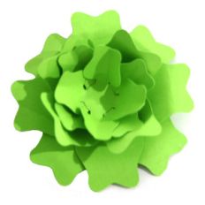 open succulent