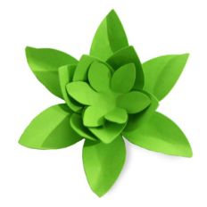 small succulent