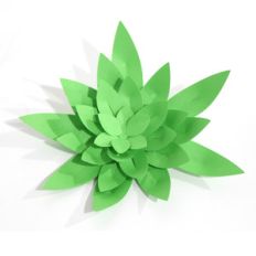 spiky succulent