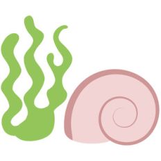 sea grass and sea shell