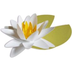 3d flower - water lily