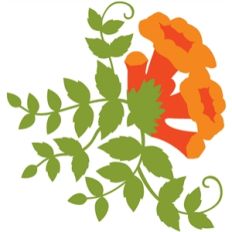 trumpet vine multiblossom
