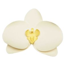 butterfly orchid