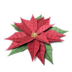 poinsettia plant 3d