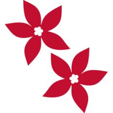 poinsettias