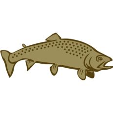 trout